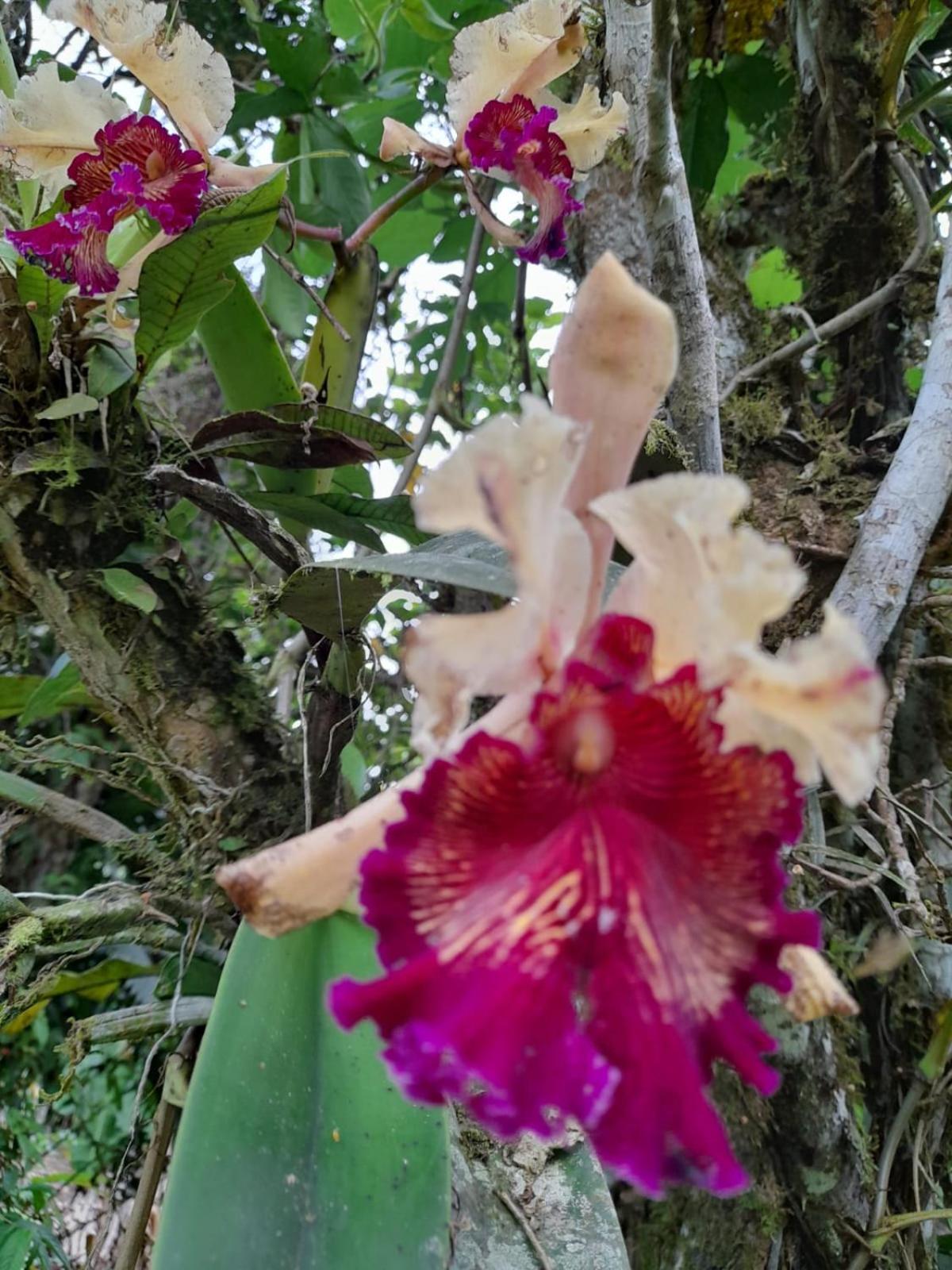 Corredores Del Pacuare La Suiza エクステリア 写真